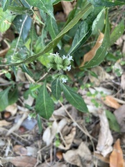 Lepidagathis formosensis