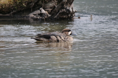 Speculanas specularis