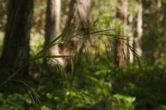 Themeda villosa