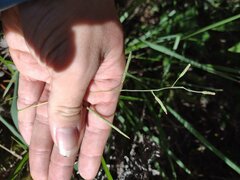 Paspalum scrobiculatum