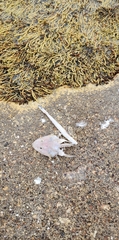 Platycephalidae