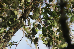 Mionectes oleagineus