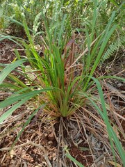 Themeda villosa