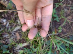 Cyperus polystachyos