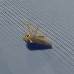 Idioscopus clypealis