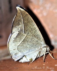 Oxydia mexicata