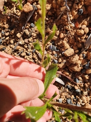 Scaevola glandulifera