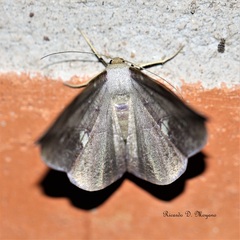 Oxydia mexicata