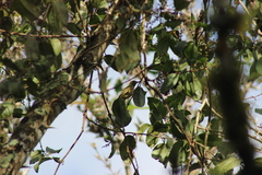 Mionectes oleagineus