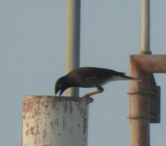 Acridotheres tristis