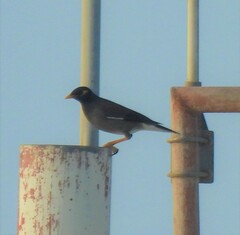 Acridotheres tristis