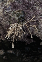 Calliarthron tuberculosum