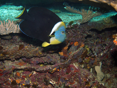 Blueface Angelfish photo 3