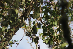 Mionectes oleagineus