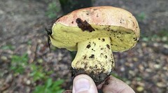 Butyriboletus