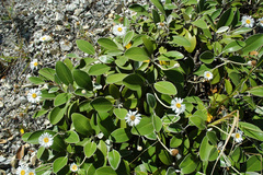 Pachystegia insignis