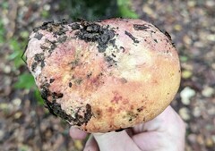Butyriboletus