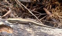 Eutropis carinata