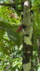 Theobroma cacao