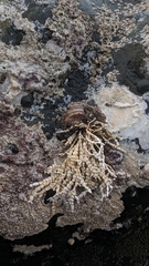 Calliarthron tuberculosum