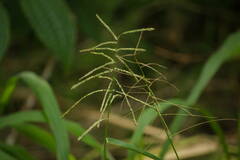 Paspalum paniculatum