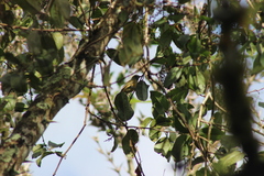 Mionectes oleagineus