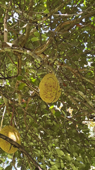 Artocarpus heterophyllus image