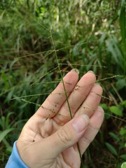 Paspalum paniculatum