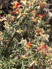 Jacksonia furcellata