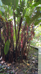 Heliconia bihai
