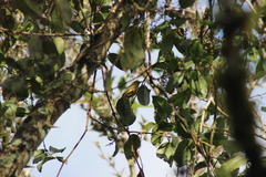 Mionectes oleagineus