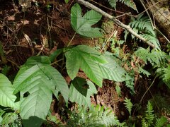 Cecropia obtusifolia