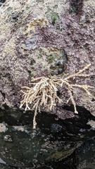 Calliarthron tuberculosum