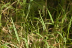 Urochloa mutica