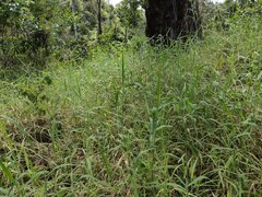 Urochloa mutica