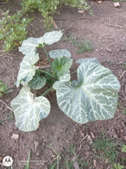 Cucurbita pepo