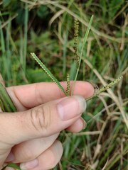Paspalum scrobiculatum