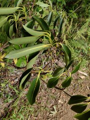 Lophostemon confertus