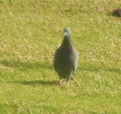 Columba livia domestica