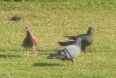 Columba livia domestica