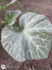 Cucurbita pepo