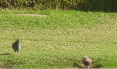 Columba livia domestica