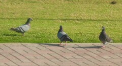 Columba livia domestica