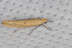 Ypsolopha ochrella