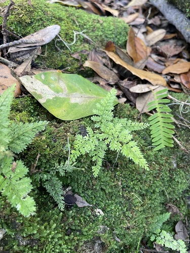 Image of Asplenium cristatum by (c) Brandon Corder, some rights reserved (CC BY)