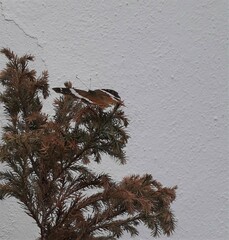 Anartia fatima colima