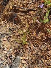 Scaevola glandulifera