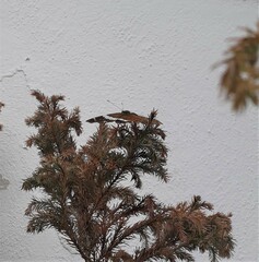 Anartia fatima colima