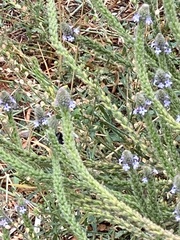 Verbena lasiostachys