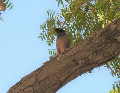 Acridotheres tristis